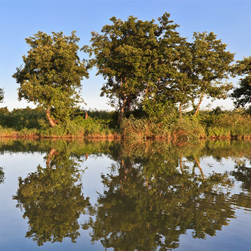 vegetation on bank of retention pond